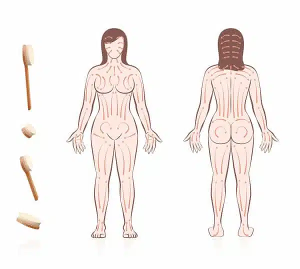 picture of a woman and areas to brush
