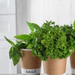How to Grow Food Indoors - Step-by-Step Guide - Don't Mess with Mama