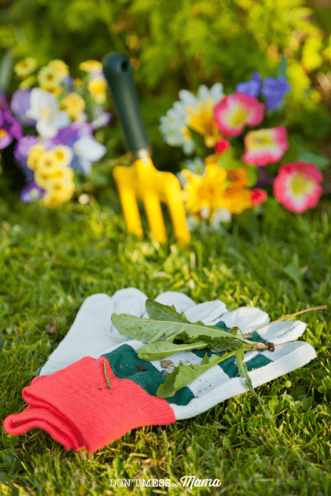 gloves with weeds on top sitting on a grassy lawn with a flowerbed in the background