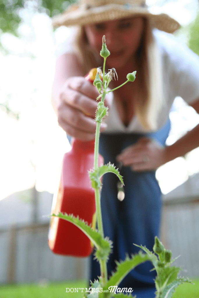 woman spraying a weed with weed killer solution