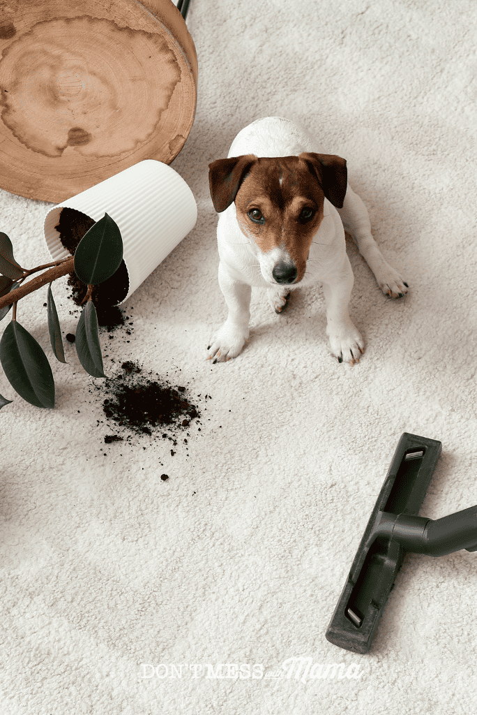 small dog with plant pot knocked over and vacuum