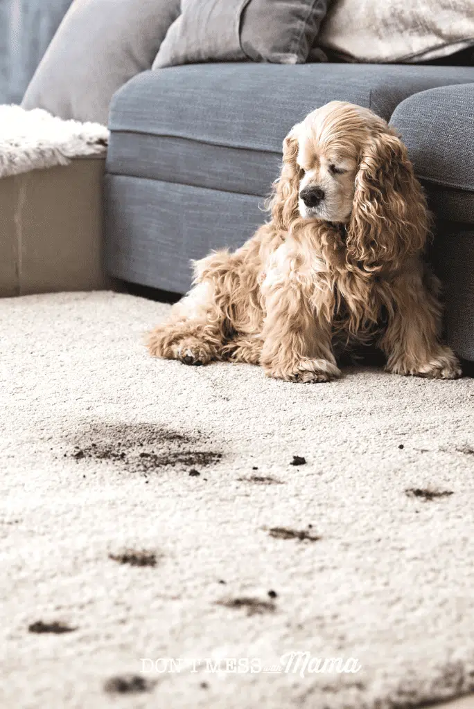 dog next to sofa with muddy paw prints